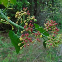 Cissus quadrangularis L.